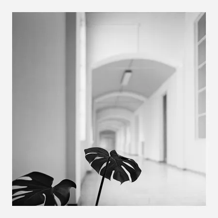 Fotografia Canovas - ACHING PLANTS - 2