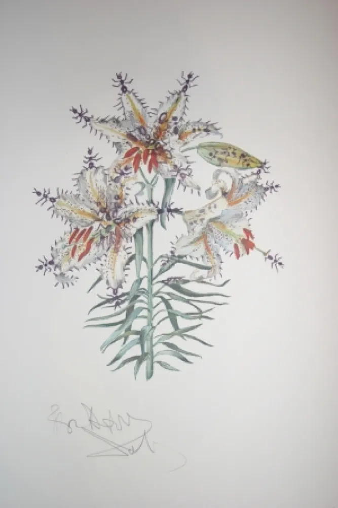 Litografia Dali - Erotic Lily (surrealistic flowers)