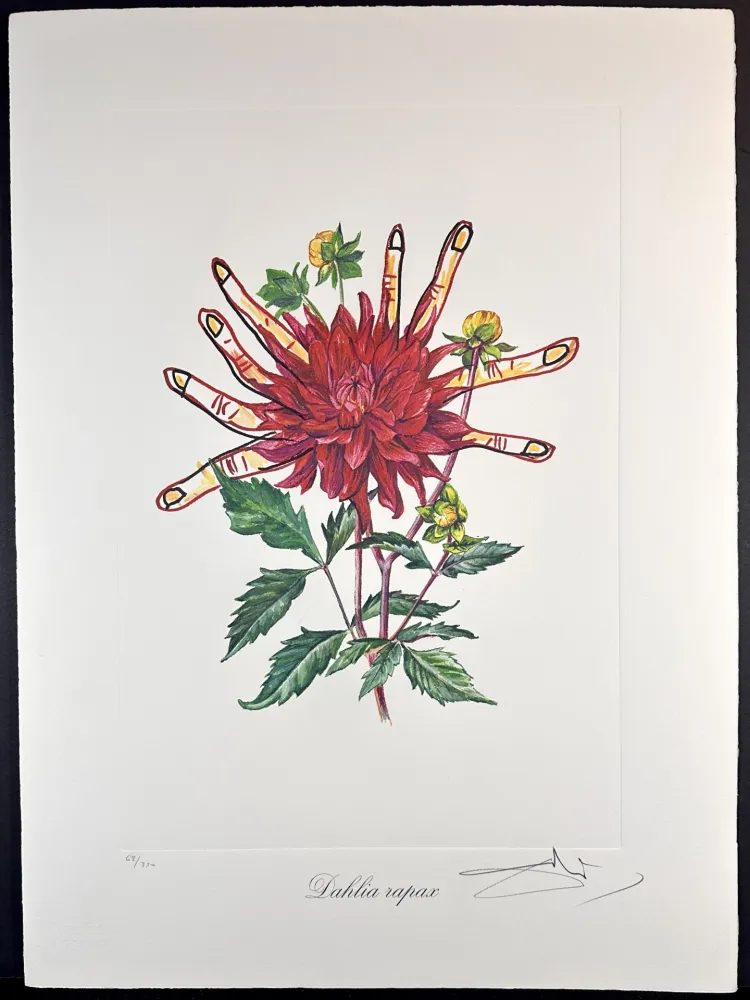 Gravura Dali - Florals Dahlias of Dali