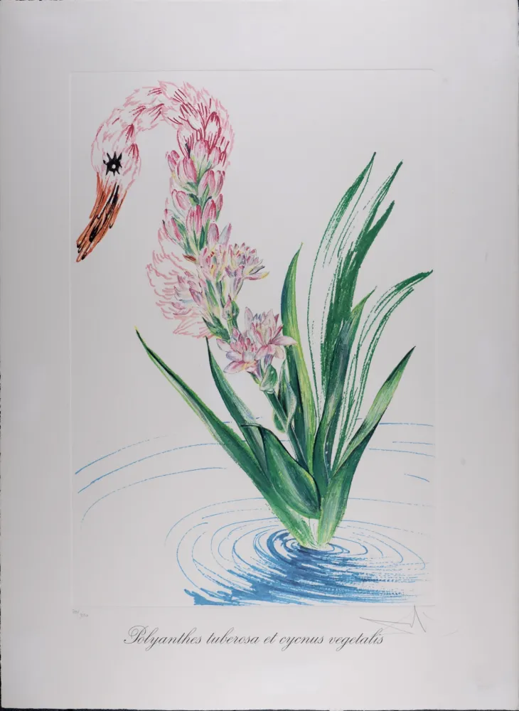 Heliogravura Dali - Polyanthes tyberosa et cygnus vegetalis