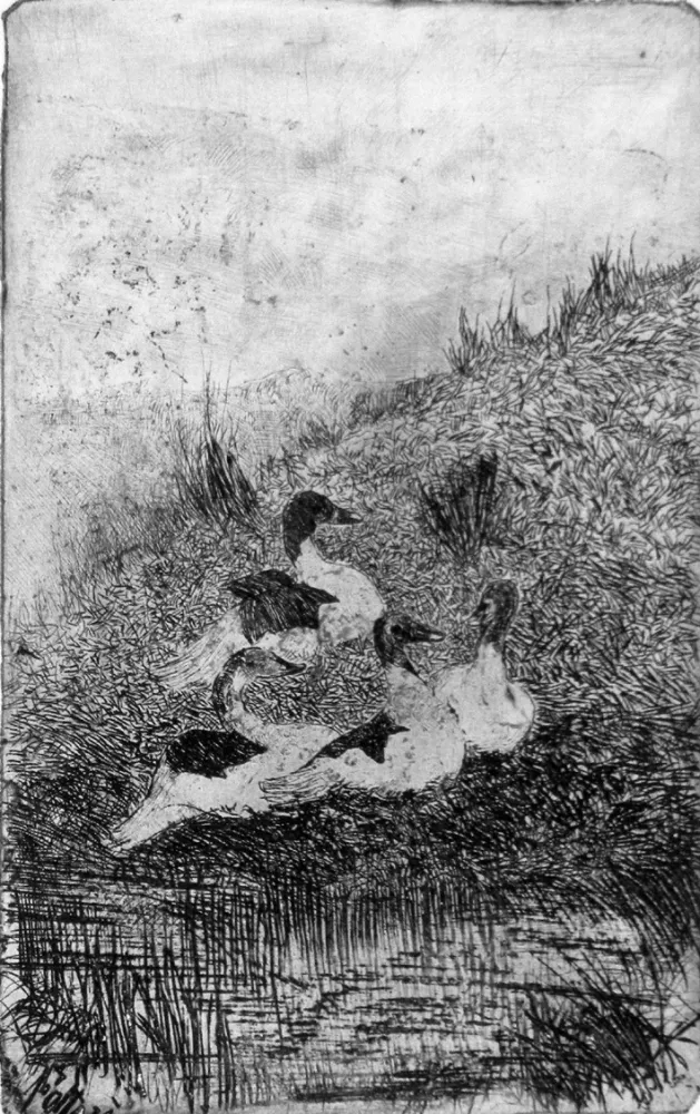 Água-Forte Fattori - Le anatre