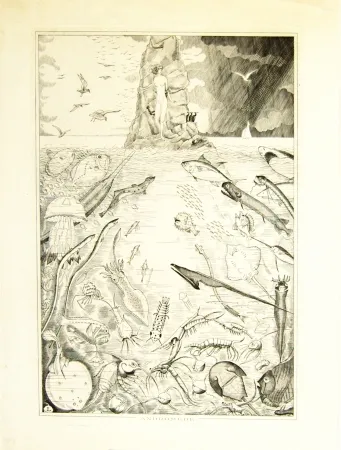 Gravura Laboureur - Andomède