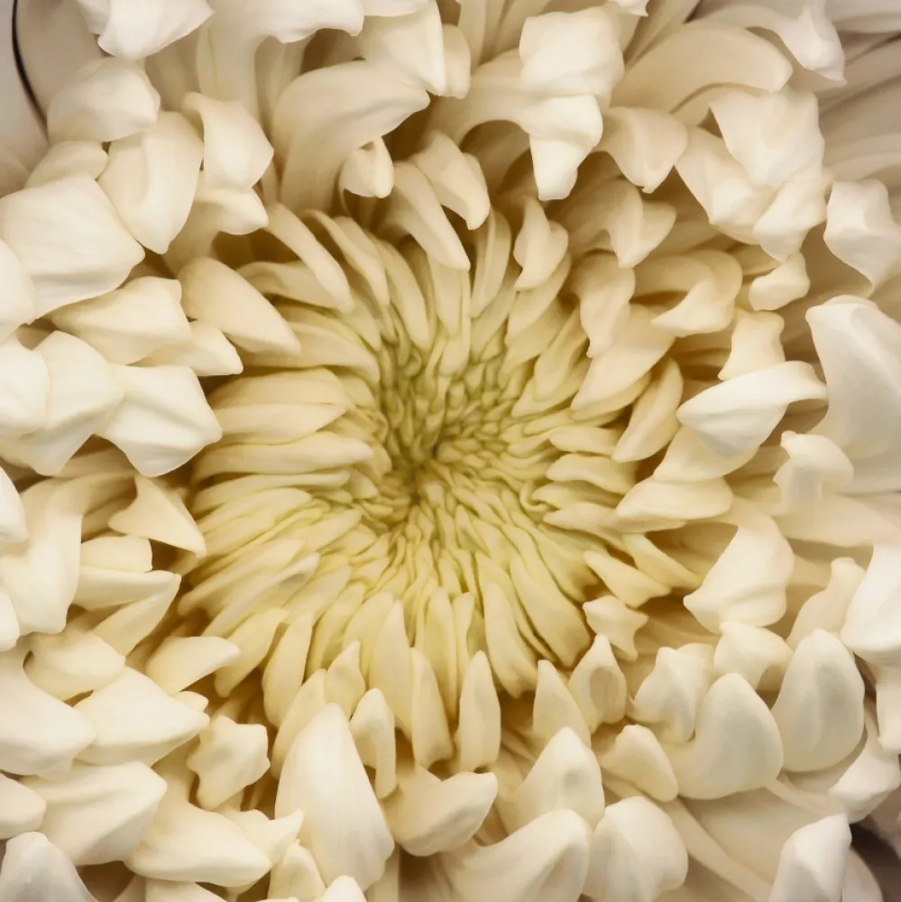 Fotografia Levine - Chrysanthemum