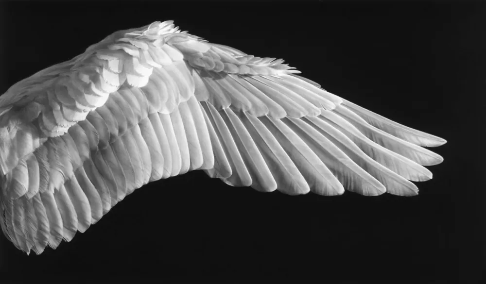 Fotografia Longo - Gabriel’s Wing