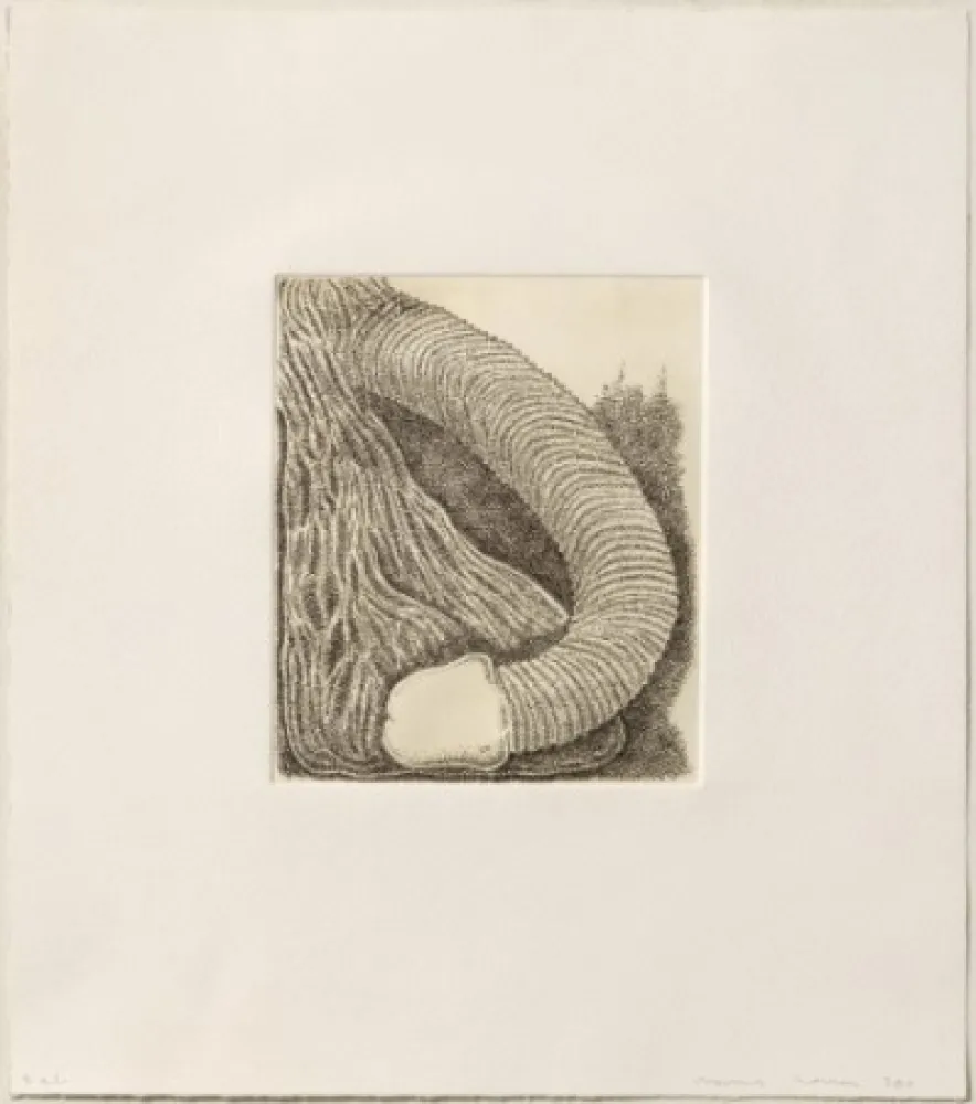 Gravura Siena - Membre