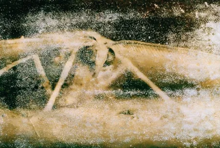 Fotografia Starn - Atractted to Light 19 (Ephemera)