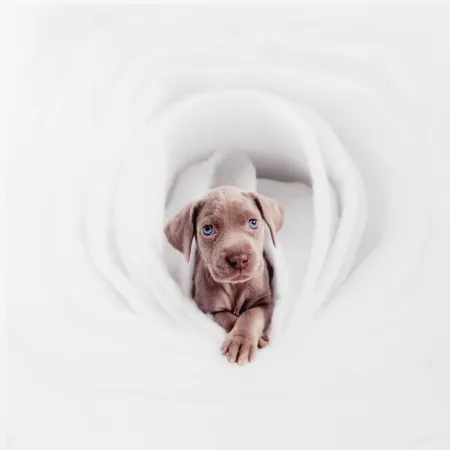 Fotografia Wegman - New