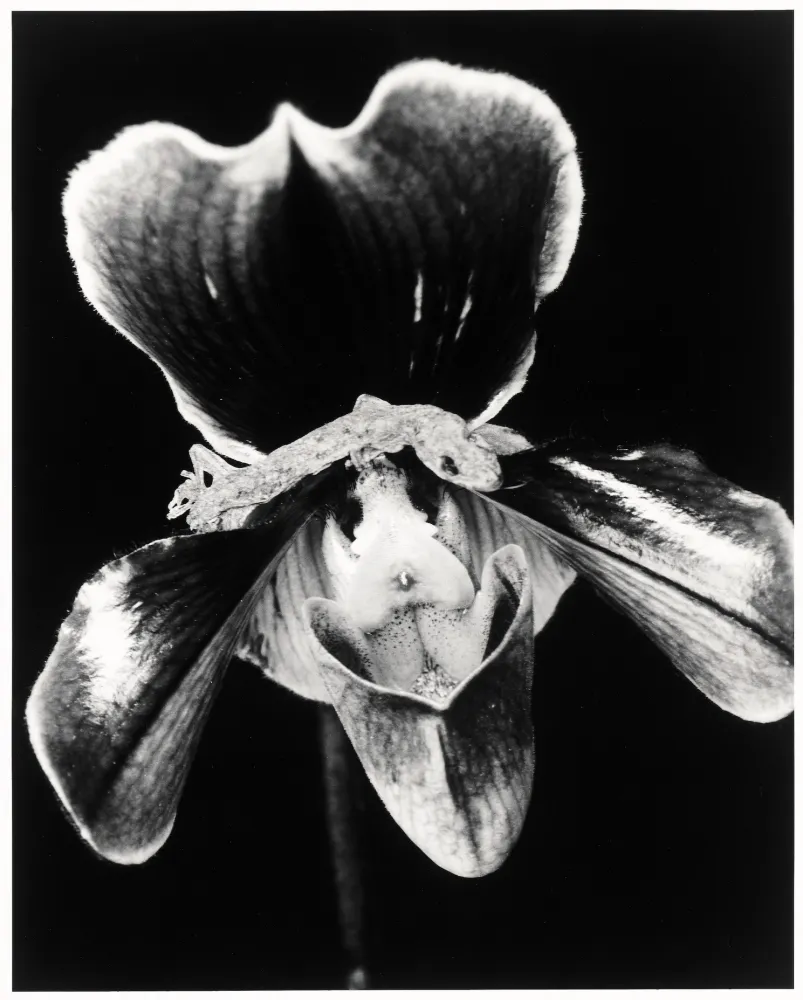 Múltiplo Araki - Flower