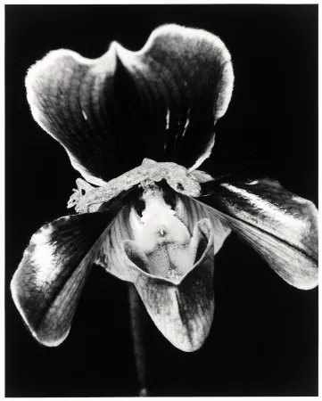 Múltiplo Araki - Flower