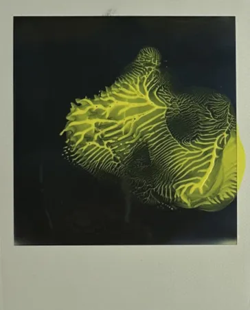 Múltiplo Araki - Untitled 6