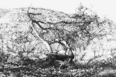 Água-Forte Barbisan - Il castagno morto