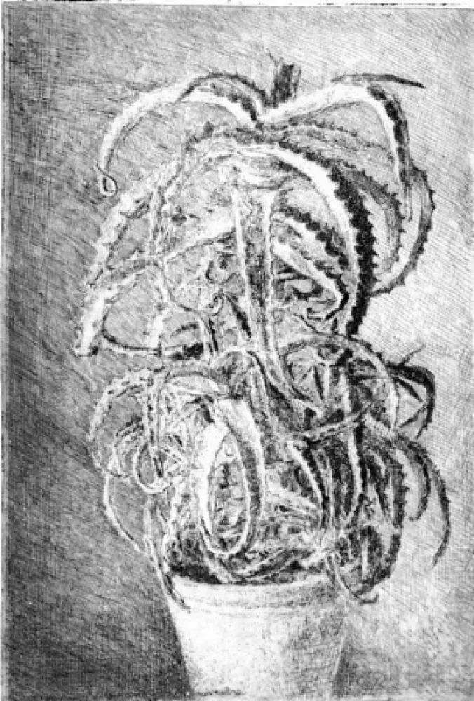 Água-Forte Barbisan - Pianta grassa