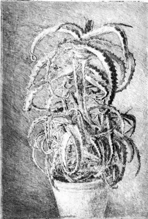 Água-Forte Barbisan - Pianta grassa