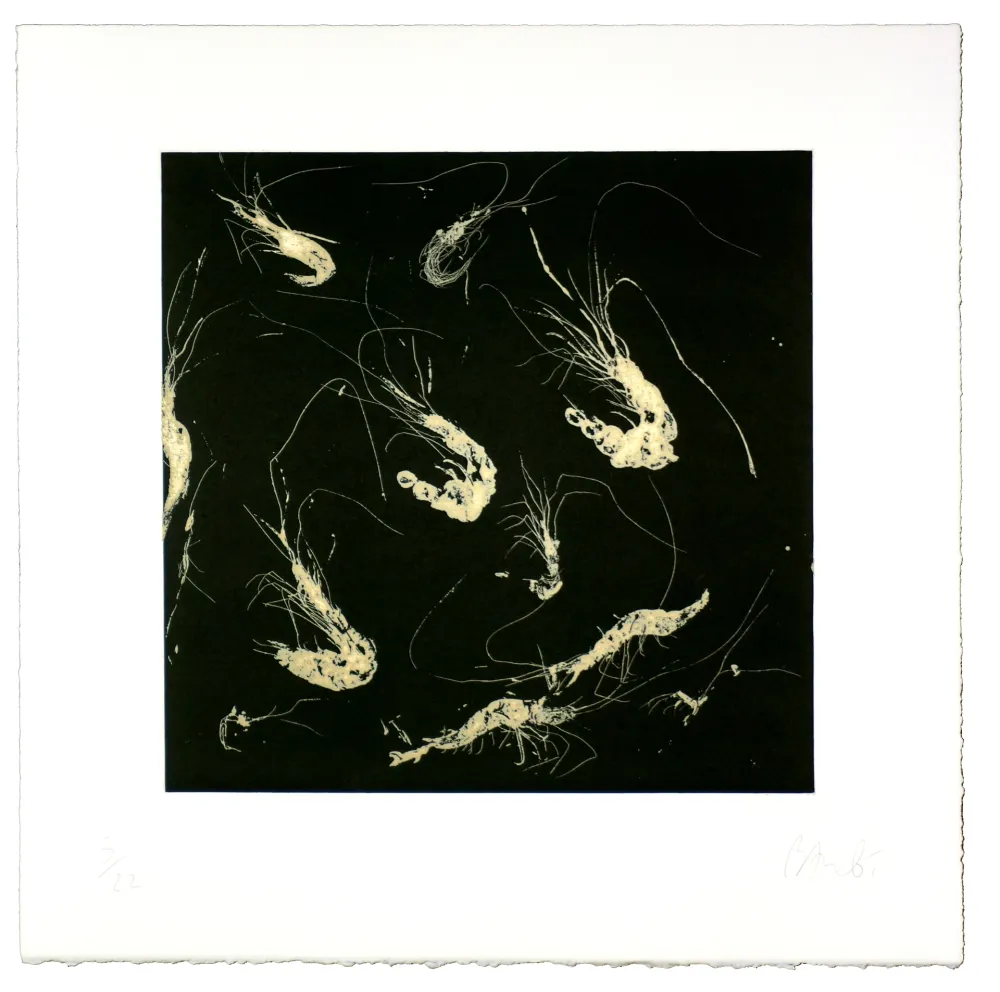 Água-Tinta Barcelo - Crevette dans tous les états