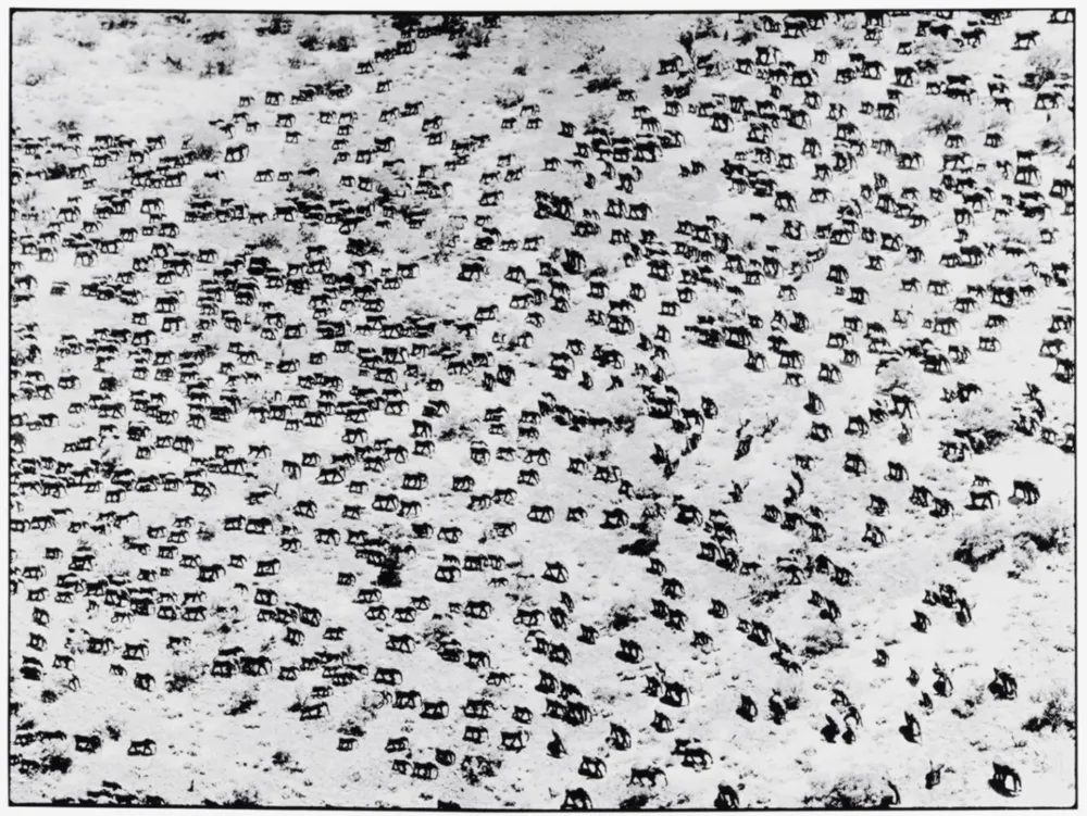 Fotografia Beard - 965 Elephants, 