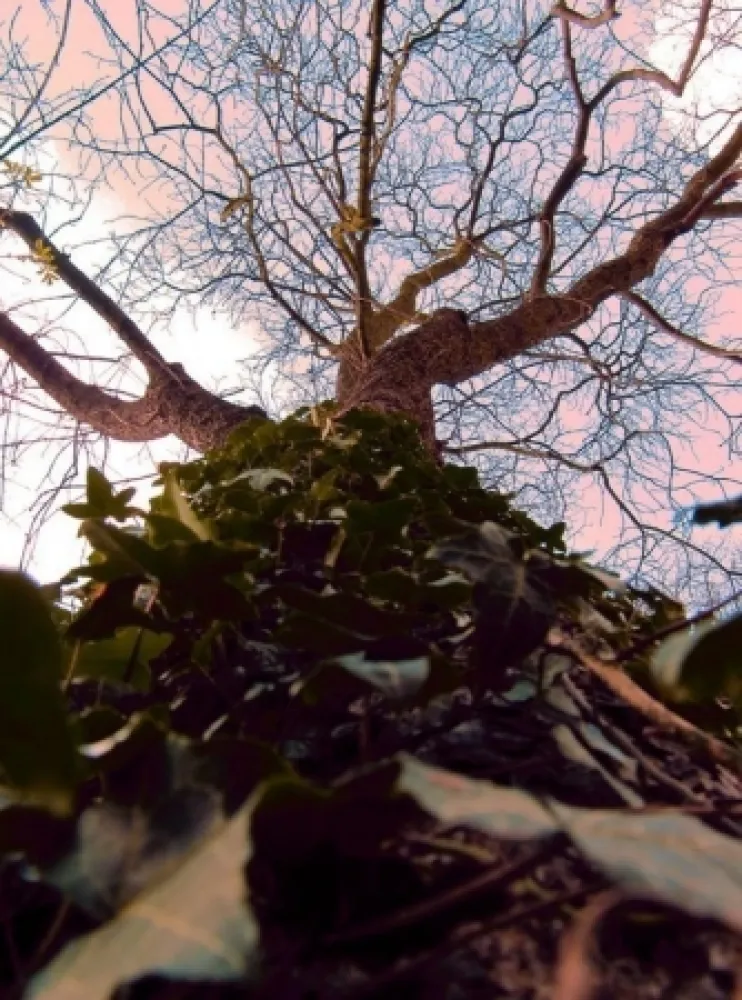 Fotografia Bohorquez - Arbol