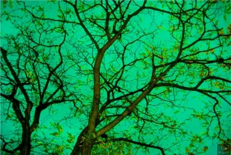 Fotografia Bohorquez - Verde