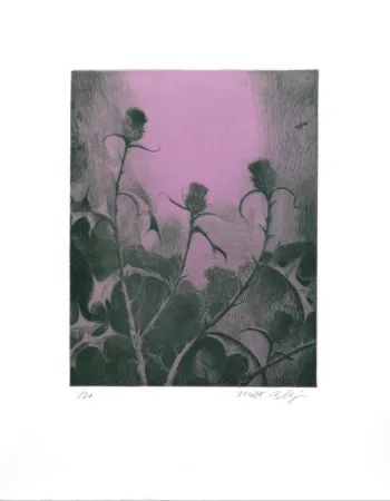 Gravura Bollinger - Dusk Thistle