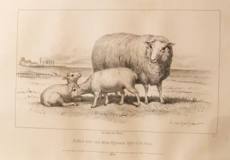 Livro Ilustrado Bonheur - Considérations sur les bêtes à laine au milieu de XIXe siècle, et notice sur la race de la charmoise