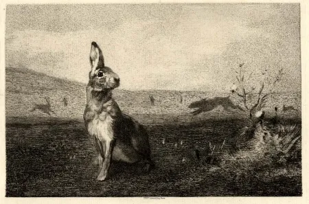 Gravura Bracquemond - La lièvre (The Hare)