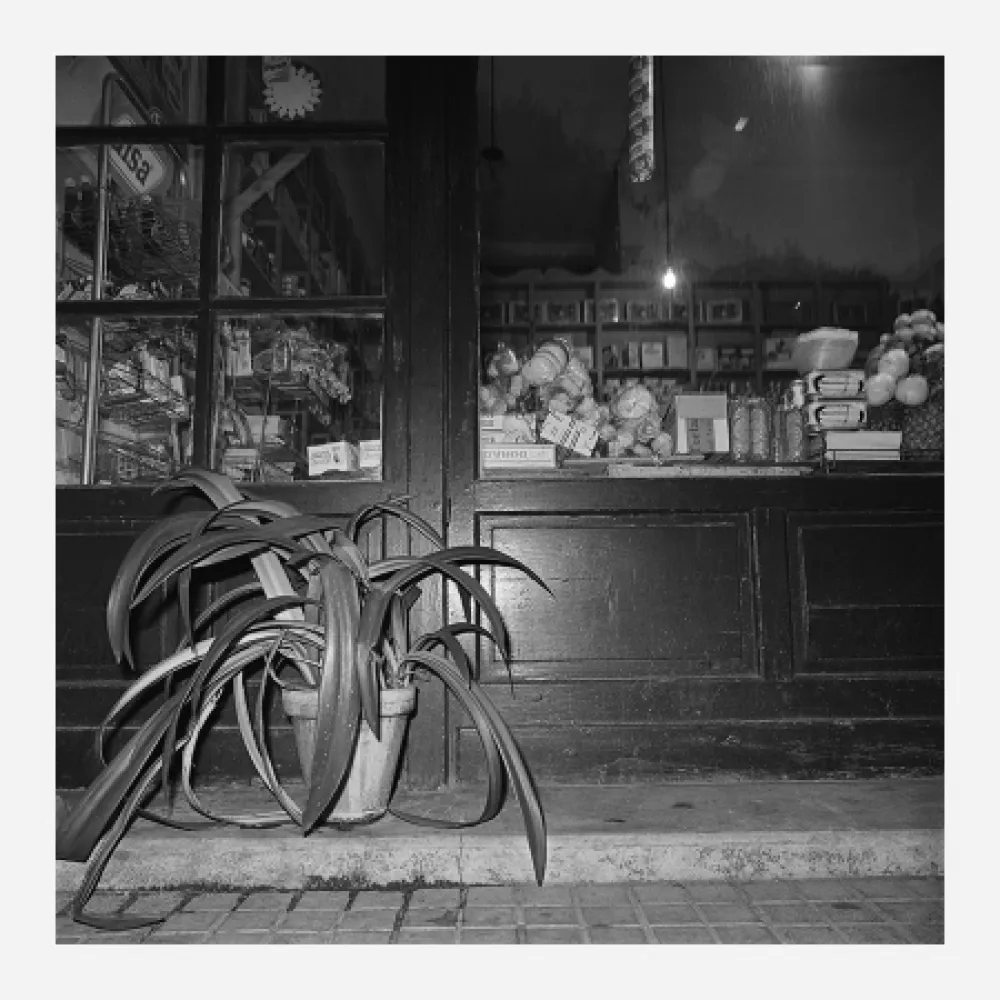 Fotografia Canovas - ACHING PLANTS - 1