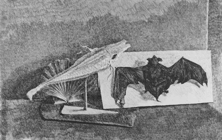 Água-Forte Castellani - Giravento e nottola