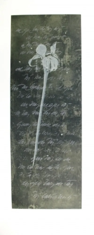 Água-Forte E Água-Tinta Conte - El lenguaje de las flores I