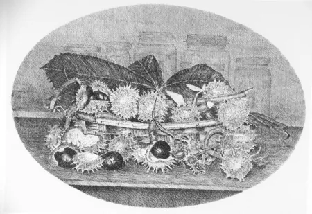 Água-Forte Cotugno  - Cestino