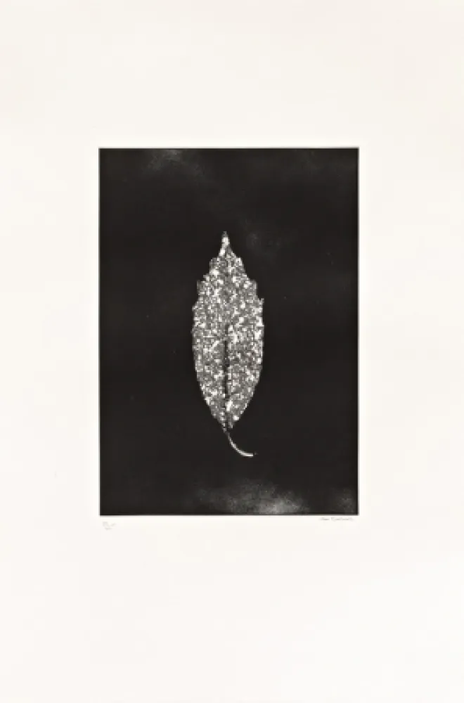 Água-Forte Couturier - Aucuba