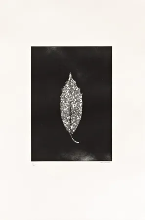 Água-Forte Couturier - Aucuba