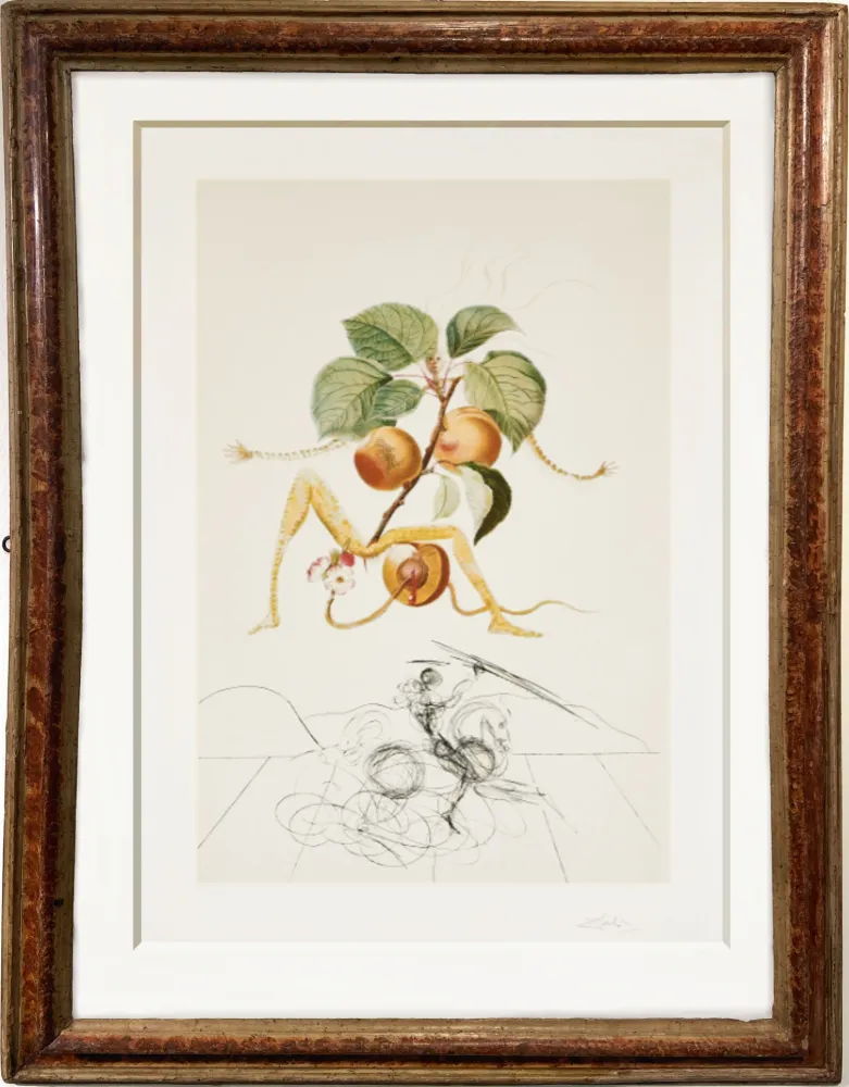 Relevo Dali - Apricot  et chevalier