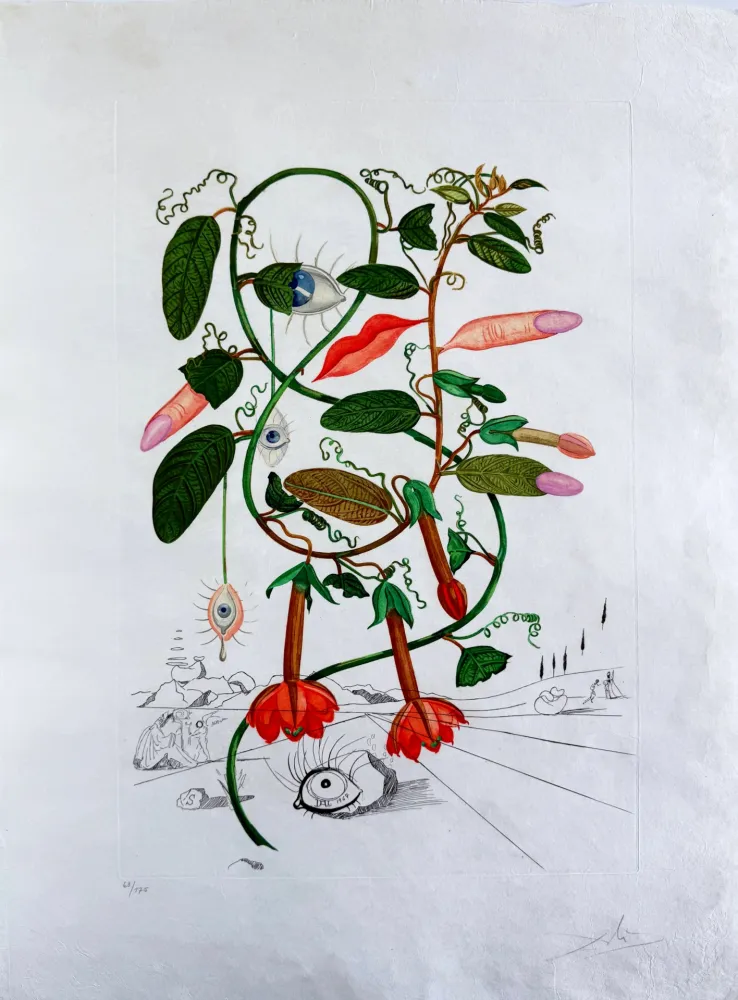 Ponta-Seca Dali - Cobea (Pisum sensuale) (Cobaea)
