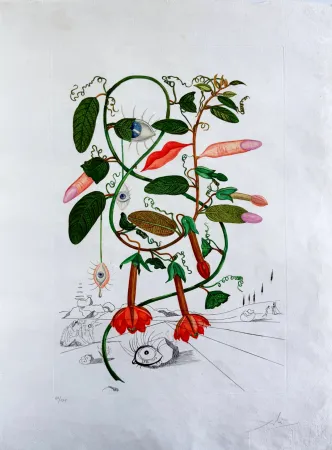 Ponta-Seca Dali - Cobea (Pisum sensuale) (Cobaea)