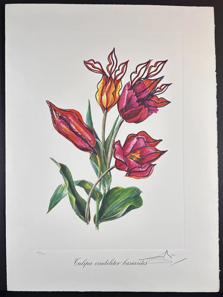 Gravura Dali - Florals Kissing Tulips