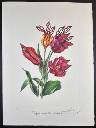 Gravura Dali - Florals Kissing Tulips