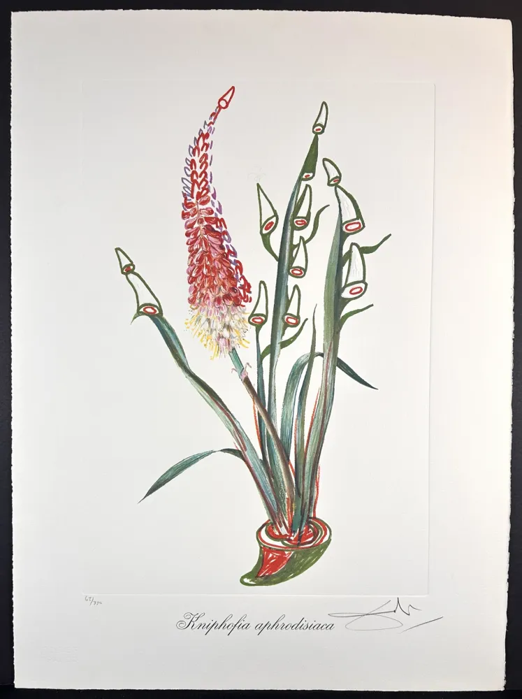 Gravura Dali - Florals Rhinoceros Stock