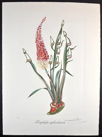 Gravura Dali - Florals Rhinoceros Stock