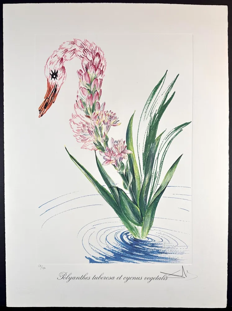 Gravura Dali - Florals Water-Hybiscus Swan