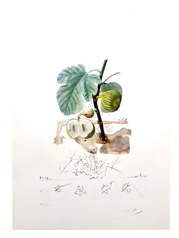 Gravura Dali - Flordali - Homme Figuier
