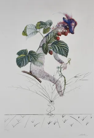 Gravura Dali - FlorDali/Les Fruits Raspberry