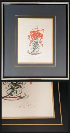 Gravura Dali - Hand-Signed Engraving-Tiger Lilies / Lilium Aurancacium et labra barocantia, 1972 - Hand-signed by Dali lower right, 1972