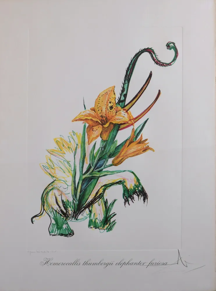 Múltiplo Dali - Hemerocallis thumbergii elephanter furiosa, 1972 - Hand-signed!