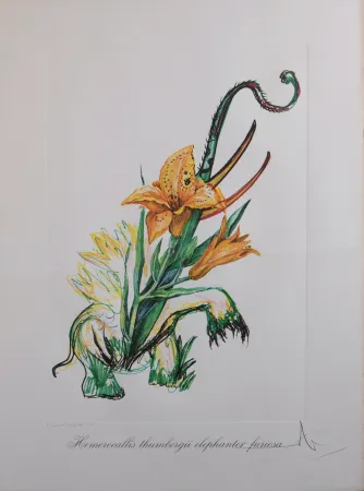 Múltiplo Dali - Hemerocallis thumbergii elephanter furiosa, 1972 - Hand-signed!