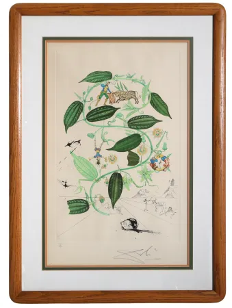 Gravura Dali - Passiflora Laurigera