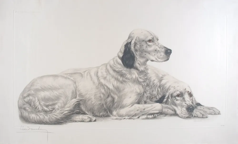 Gravura Danchin - Deux Setters couchés (Setters au repos) - Two English Setters at rest