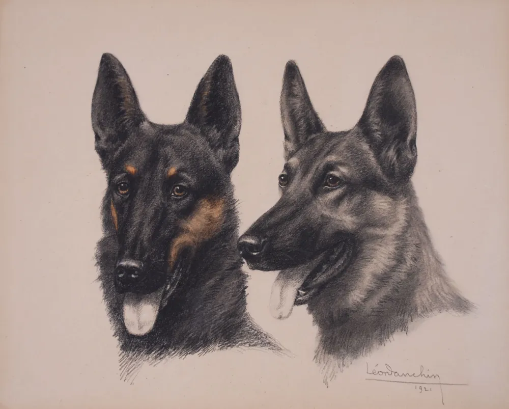 Sem Técnica Danchin - Deux têtes de Berger Belge Malinois - Two Belgian Shepherd Malinois heads