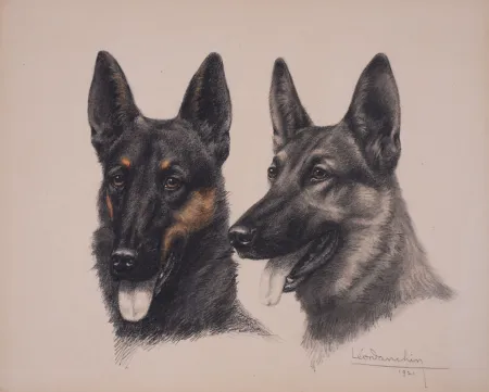 Sem Técnica Danchin - Deux têtes de Berger Belge Malinois - Two Belgian Shepherd Malinois heads