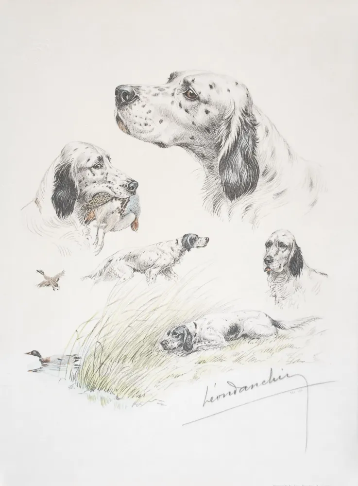 Litografia Danchin - English Setter study - Etudes de Setter Anglais