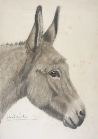 Sem Técnica Danchin - Tête de baudet