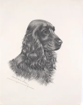 Água-Forte Danchin - Tête de Cocker noir male - Black Cocker Spaniel head (Original)